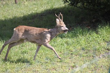 bambi3