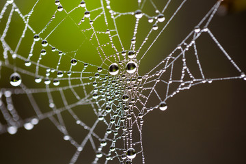 Water drops on spider web needles extreme macro crop