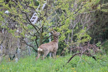 bambi2