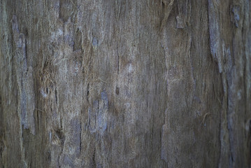 Sequoia sempervirens bark