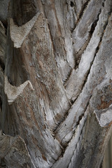 Syagrus coronata bark