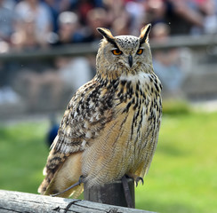 owl