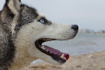 Couple of husky dogs playing on seaside