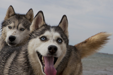 Couple of husky dogs playing on seaside