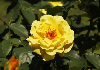 Flowerbed in Krakow. Poland