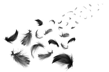 Beautiful black feathers floating in air isolated on white background 