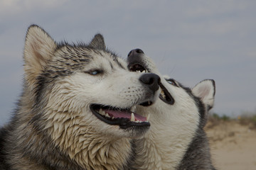Couple of husky dogs playing on seaside