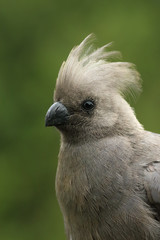 Detail of the grey go-away-bird (Corythaixoides concolor), also known as grey lourie, grey loerie with green background