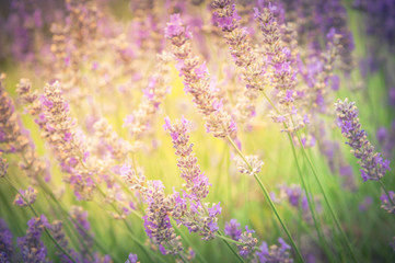 Naklejka premium Vintage tone lavender flowers in the field at Sequim, Washington, USA. Blooming healing lavender plants in summer day ready to pick. Purple herbal rows on agriculture farm in countryside