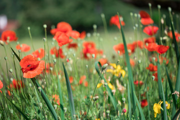 Feld mit Mohnblumen, Sommer