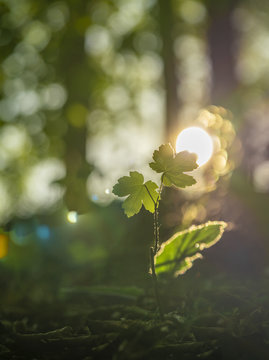 Ein zweibl&auml;ttriger Baumsetzling im aufgehenden Sonnenlicht  am Waldboden