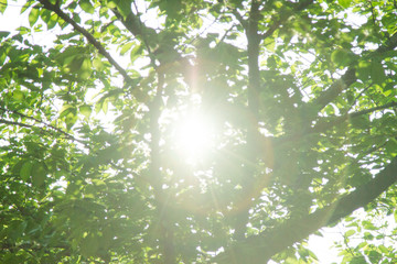 forest in shine outdoor landscape . 

