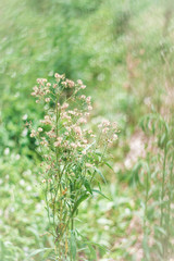 Fototapeta premium Flowers grass background. In soft style.