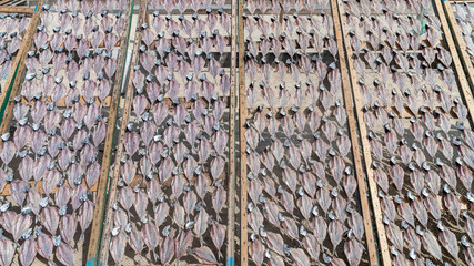 Traditional fish-drying on the beach of Nazare, Portugal, a fishermen village on the Atlantic coast