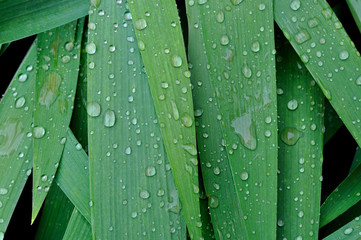 Gotas de agua en hojas de Lirio