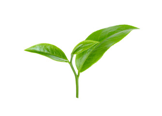 green tea leaf isolated on white background
