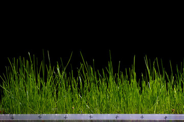 sprouts of green wheat grass on black background
