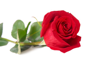Red rose isolated on white background