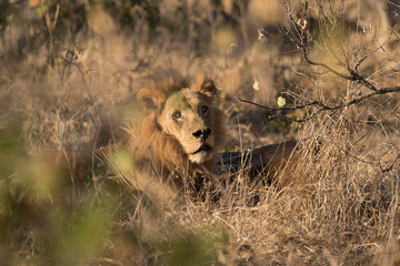 Resting lion peers out from a thicket on a safari drive at Chobe National Park