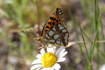 butterfly issoria lathonia