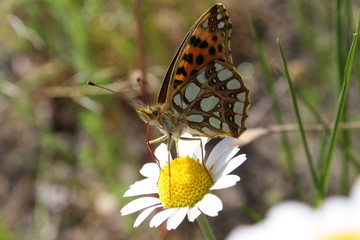 Butterfly on chamomile