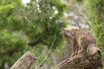 Iberian Lynx portrait