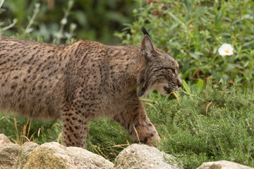 Iberian Lynx portrait