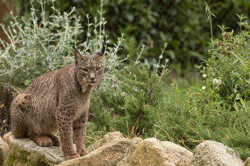 Fototapeta na wymiar Iberian Lynx portrait