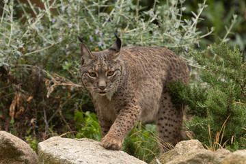 Iberian Lynx portrait