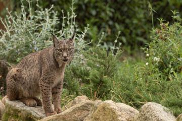Iberian Lynx portrait