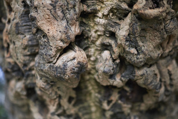 Cork oak bark