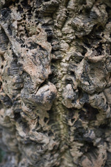 Cork oak bark