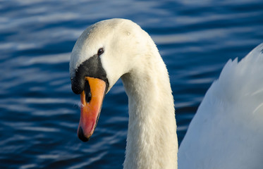 Cisne