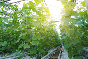Fresh green cucumbers in the industrial greenhouse.Natural and organic ingredients for a healthy diet.