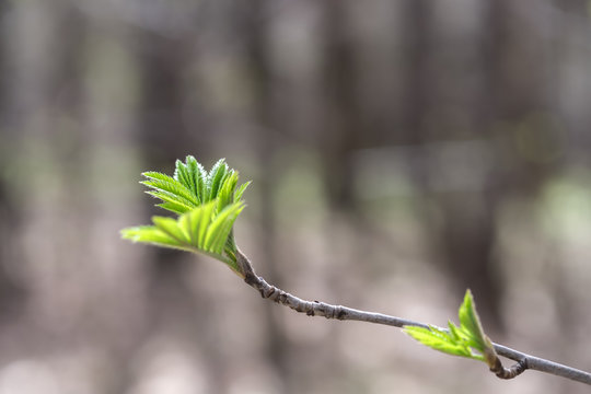 branch of a tree with young leaves, spring