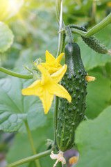 Fresh green cucumbers in the industrial greenhouse.Natural and organic ingredients for a healthy diet.