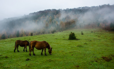 Obraz premium Hayedo de Otzarreta
