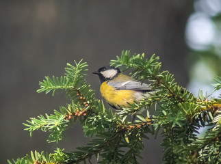 Meise im sonnigen Baum