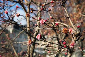 spring flowering in Interlaken