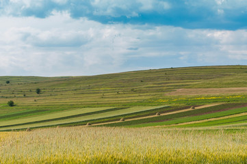 Agricultural landscape,  wheat field in the foreground, haystacks, blue cloudy sky.