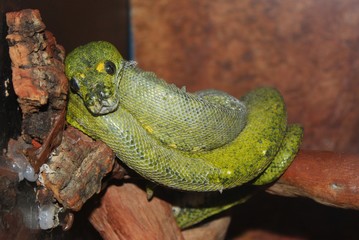 serpent vert pendant sa mue dans son vivarium