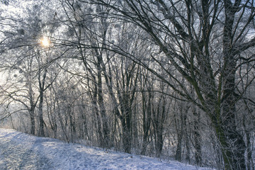 winter forest in frost