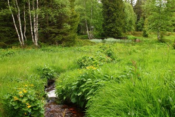 bächlein im moor  romantische landschaft