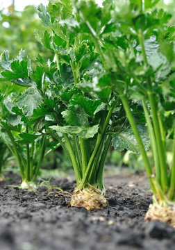 close-up of celery plantation (root vegetable) in the vegetable garden,after the watering, vertical composition 