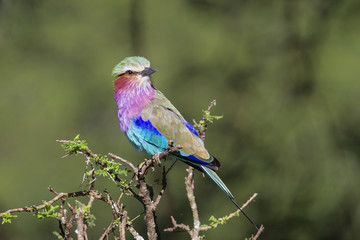 Lilac breasted roller in the Serengeti National Park in Tanzania