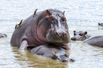 Mating hippo with red-billed ospecker on his back in the Serengeti National Park in Tanzania