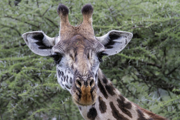 Portrait of a giraffe with a lot of flies in the bush area of the Serengeti National Park in Tanzania