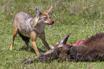 Jackal eating from a dead young wildebeest in the Serengeti National Park in the migration season in Tanzania
