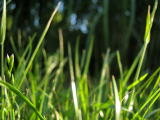 wonderful weed, earth and nature5