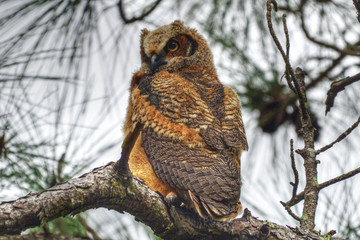 Great Horn Owlet at St Andrews St Park, Panama CIty Beach, FL